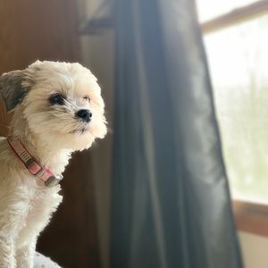 Meet your Posher, Allison